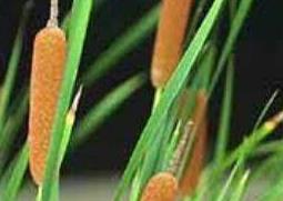 香蒲花的功效与作用（香蒲的功效与作用及食用方法）