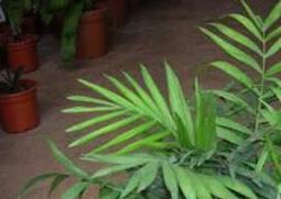 袖珍椰子如何养护（袖珍椰子如何养护视频）