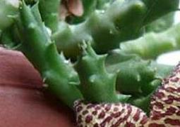 杂色豹皮花养殖方法和注意事项