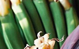 香蕉花蕾的功效与作用 香蕉花蕾的功效与作用禁忌