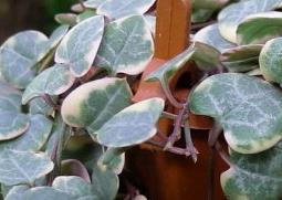 花叶爱之蔓的功效与作用（爱之蔓是什么花）