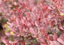 紫叶小檗的用途和应用 紫叶小檗介绍