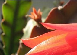 令箭荷花的功效与作用（令箭荷花的功效与作用及禁忌）