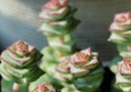 钱串子图片 钱串子图片大全大图