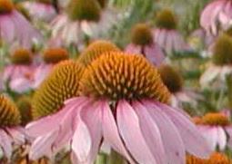 松果菊的功效与作用（松果菊的功效与作用 哪里买）