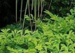 黄金叶怎么养 黄金叶的养殖方法和注意事项大全