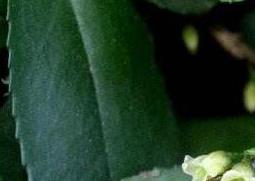 米碎花怎么养殖 米碎花怎么养殖方法