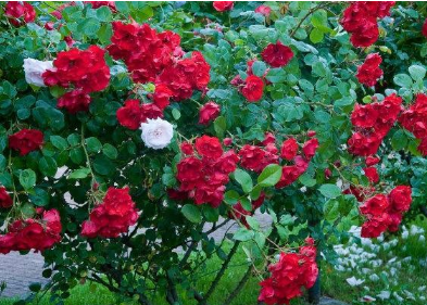 红木香花怎样修剪，红木香花修剪方法总结