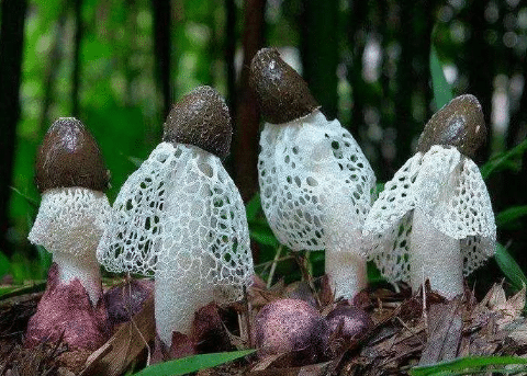 竹荪种植技术要点，种植方法技巧总结