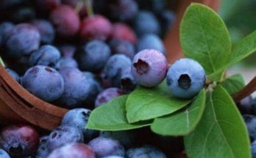 蓝莓花青素的功效与作用 蓝莓花青素的功效与作用及营养价值