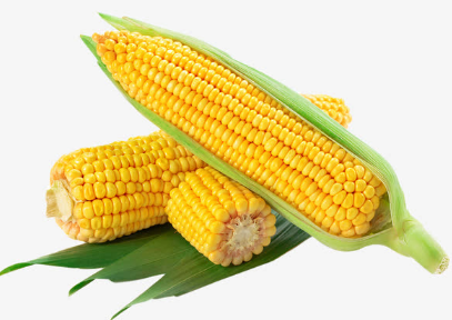 玉米如何科学种植，玉米种植方法（怎样科学种植玉米）