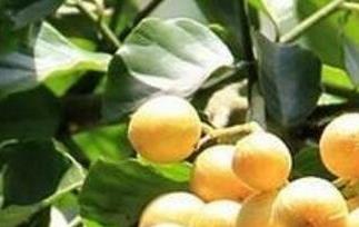 黄果皮叶的功效与作用及药用价值 黄皮果叶有什么药用吗
