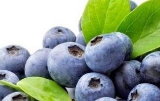 蓝莓果的营养价值与功效（蓝莓果有什么营养价值）
