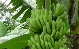 香蕉的功效与作用（香蕉的功效与作用减肥）