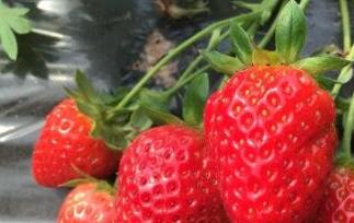 草莓怎么保存 新鲜草莓怎么保存