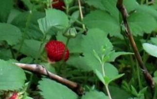 蛇莓可以吃吗 蛇莓可以吃吗?