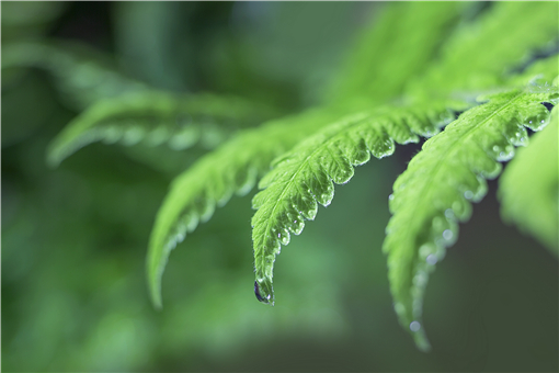 圆叶茅膏菜好养吗（圆叶茅膏菜好养吗怎么做）