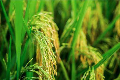 2021年高产水稻前十名的品种有哪些（2021年高产水稻前十名的品种有哪些呢）