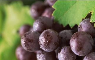紫葡萄营养价值和保健作用 紫葡萄营养价值和保健作用及功效