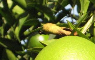 柚子减肥功效和营养价值 柚子的减肥功效与作用