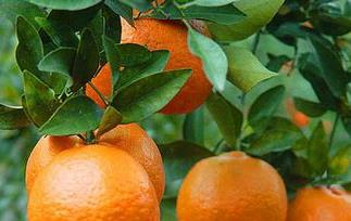 孕妇可以吃甜橙吗? 孕妇能吃甜橙吗