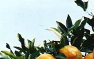 糖水蜜橘做法步骤图解 蜜糖橘怎么做