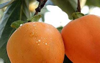 柿子的功效和营养成份 柿子的营养与功效