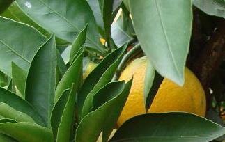 宜都蜜柑品质特性和产地环境（宜都柑橘介绍）