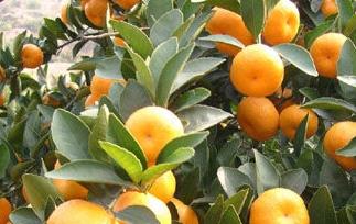 蜜橘的营养价值和蜜橘的药用价值（蜜橘的营养价值和蜜橘的药用价值相同吗）