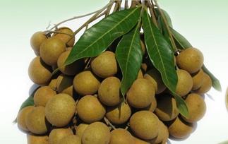 龙眼补气血的食方（龙眼补气血的食方大全）