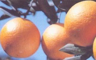 甜橙简介 甜橙230tⅴ