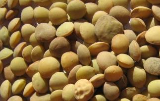 小扁豆的功效和营养分析（小扁豆的功效和营养分析图片）