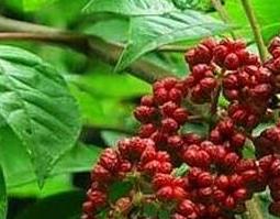 吴茱萸的功效与作用及副作用 吴茱萸的功效与作用及副作用禁忌