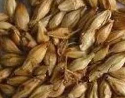 焦麦芽的功效与作用及药用价值 焦麦芽功效与作用的功效与作用