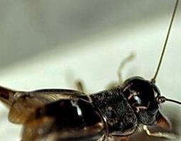 蟋蟀的功效与作用 中药蟋蟀的功效与作用
