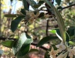 木半夏的功效与作用及药用价值 木半夏的功效与作用及药用价值图片