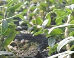 金钗石斛的种植技巧 金钗石斛的种植技巧和方法
