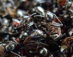 黑蚂蚁的功效与作用（黑蚂蚁的功效与作用黑蚂蚁怎么吃）