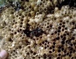 中药槐花蜂房的功效与作用 蜂房的药用功效与主治