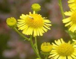 旋覆花与蜜旋覆花的区别（蜜旋覆花和旋覆花区别）