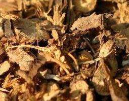 山豆根的副作用 山豆根的副作用及禁忌
