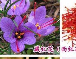 草红花与藏红花的区别 草红花与藏红花的区别和功效
