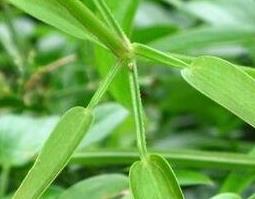 茜草加红花的功效与作用 茜草加红花的功效与作用及禁忌