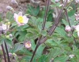 野棉花根的功效与作用 野棉花根的功效与作用猪用