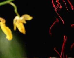 藏红花怎么吃 藏红花的功效与作用及禁忌 藏红花怎么吃