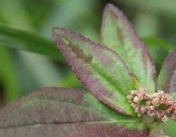 大飞扬草的药用价值与功效 飞扬草的药用功效与作用