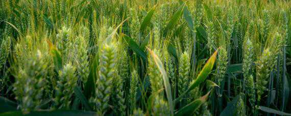 华成865小麦种的特征 华成865小麦产量如何