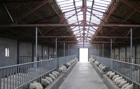 羊养殖场消毒技术（羊养殖场消毒技术有哪些）