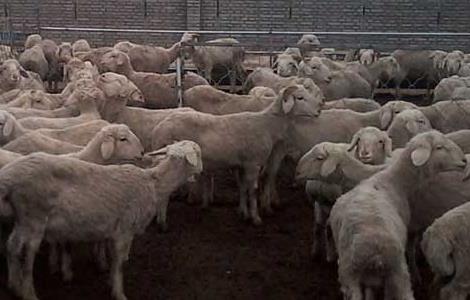 羊养殖场的科学消毒技术