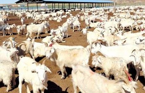 肉羊的育肥方法（肉羊的育肥方法视频）